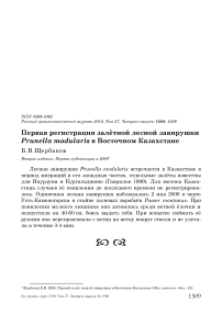 Первая регистрация залётной лесной завирушки Prunella modularis в Восточном Казахстане