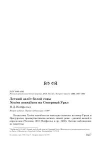 Летний залёт белой совы Nyctea scandiaca на Северный Урал