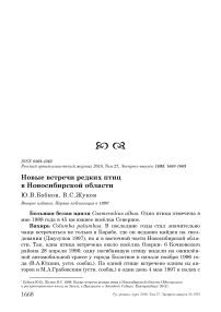 Новые встречи редких птиц в Новосибирской области