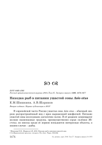 Находка рыб в питании ушастой совы Asio otus