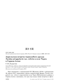 Апрельская встреча чернозобого дрозда Turdus atrogularis var. Relicta в селе Черга в Горном Алтае