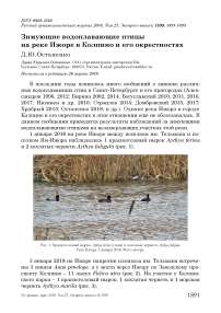 Зимующие водоплавающие птицы на реке Ижоре в Колпино и его окрестностях
