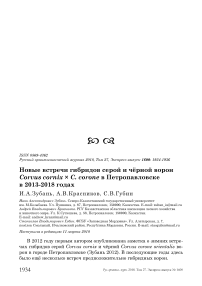 Новые встречи гибридов серой и чёрной ворон Corvus cornix x C. corone в Петропавловске в 2013-2018 годах
