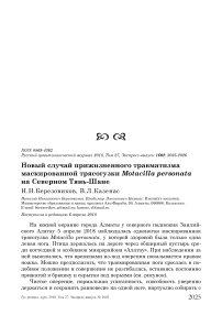 Новый случай прижизненного травматизма маскированной трясогузки Motacilla personata на Северном Тянь-Шане