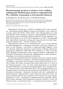Неожиданная встреча в начале лета: гибрид сибирской Phylloscopus tristis и европейской Ph. collybita теньковок в Ростовской области