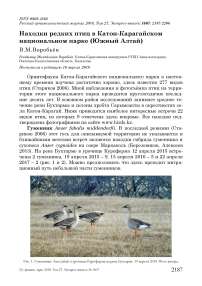 Находки редких птиц в Катон-Карагайском национальном парке (Южный Алтай)