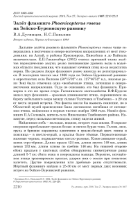 Залёт фламинго Phoenicopterus roseus на Зейско-Буреннскую равнину