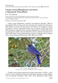 Синяя птица Myophonus caeruleus в Западном Тянь-Шане