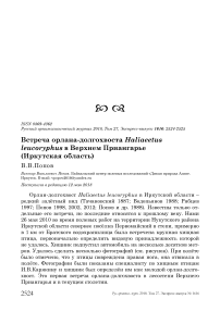 Встреча орлана-долгохвоста Haliaeetus leucoryphus в Верхнем Приангарье (Иркутская область)