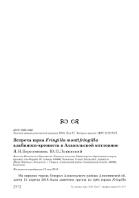 Встреча юрка Fringilla montifringilla альбиноса-хромиста в Алакольской котловине