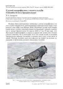 Случай некрофилии у сизого голубя Columba livia в Архангельске