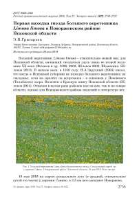 Первая находка гнезда большого веретенника Limosa limosa в Новоржевском районе Псковской области