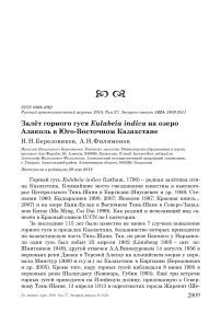 Залёт горного гуся Eulabeia indica на озеро Алаколь в Юго-Восточном Казахстане