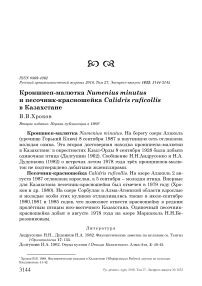 Кроншнеп-малютка Numenius minutus и песочник-красношейка Calidris ruficollis в Казахстане