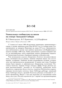 Уникальное сообщество куликов на севере Западной Сибири