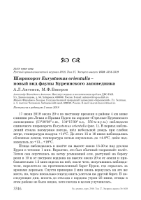 Широкорот Eurystomus orientalis - новый вид фауны Буреинского заповедника