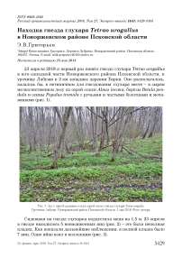 Находка гнезда глухаря Tetrao urogallus в Новоржевском районе Псковской области