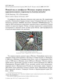 Новый вид в авифауне Москвы: первая встреча красноголового сорокопута Lanius senator