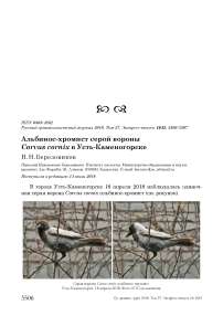 Альбинос-хромист серой вороны Corvus cornix в Усть-Каменогорске