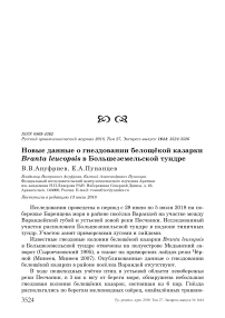 Новые данные о гнездовании белощёкой казарки Branta leucopsis в Большеземельской тундре
