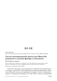 Гнездо маскированной трясогузки Motacilla personata в уличном фонаре в Лепсинске