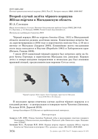 Второй случай залёта чёрного коршуна Milvus migrans в Магаданскую область