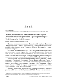 Новая регистрация тихоокеанской казарки Branta bernicla nigricans в Приморском крае