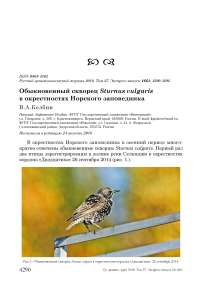 Обыкновенный скворец Sturnus vulgaris в окрестностях Норского заповедника