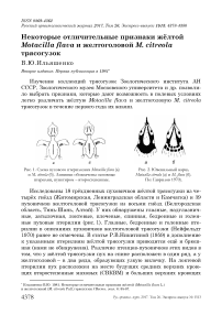 Некоторые отличительные признаки жёлтой Motacilla flava и желтоголовой М. citreola трясогузок