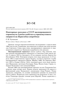 Повторные находки в СССР маскированного сорокопута Lanius nubicus и сорокопутового свиристеля Hypocolius ampelinus