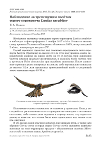 Наблюдение за трепещущим полётом серого сорокопута Lanius excubitor
