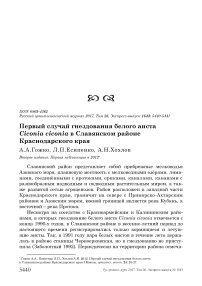 Первый случай гнездования белого аиста Ciconia ciconia в Славянском районе Краснодарского края
