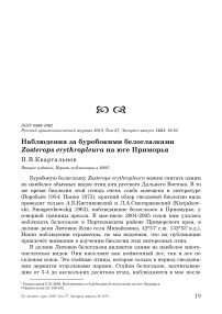 Наблюдения за буробокими белоглазками Zosterops erythropleura на юге Приморья