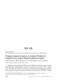 Первая зимняя встреча султанки Porphyrio porphyrio на западе Краснодарского края