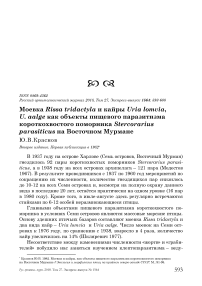 Моевка Rissa tridactyla и кайры Uria lomvia, U. aalge как объекты пищевого паразитизма короткохвостого поморника Stercorarius parasiticus на Восточном Мурмане