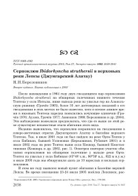 Серпоклюв Ibidorhyncha struthersii в верховьях реки Лепсы (Джунгарский Алатау)