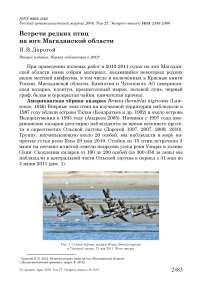 Встречи редких птиц на юге Магаданской области