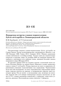 Январская встреча славки-черноголовки Sylvia atricapilla в Ленинградской области