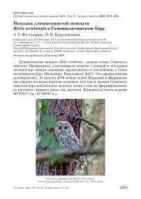 Находка длиннохвостой неясыти Strix uralensis в Семипалатинском бору