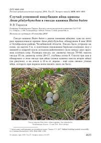 Случай успешной инкубации яйца кряквы Anas platyrhynchos в гнезде канюка Buteo buteo