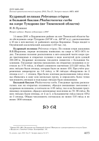 Кудрявый пеликан Pelecanus crispus и большой баклан Phalacrocorax carbo на озере Тундрово (юг Тюменской области)