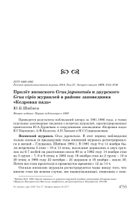 Пролёт японского Grus japonensis и даурского Grus vipio журавлей в районе заповедника "Кедровая падь"