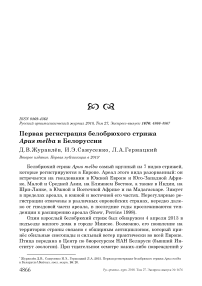 Первая регистрация белобрюхого стрижа Apus melba в Белоруссии