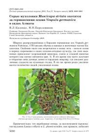 Серые мухоловки Muscicapa striata охотятся за германскими осами Vespula germanica в садах Алматы