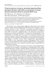 О результатах отлова и мечения краснозобых казарок Branta ruficollis на водоёмах Северо-Казахстанской области весной 2018 года