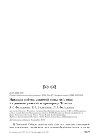 Находка слётка ушастой совы Asio otus на дачном участке в пригороде Томска