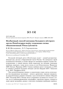 Необычный способ питания большого пёстрого дятла Dendrocopos major семенами сосны обыкновенный Pinus sylvestris