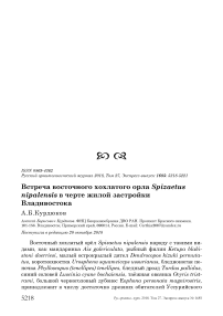 Встреча восточного хохлатого орла Spizaetus nipalensis в черте жилой застройки Владивостока