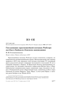 Гнездование красношейной поганки Podiceps auritus в Байкало-Ленском заповеднике