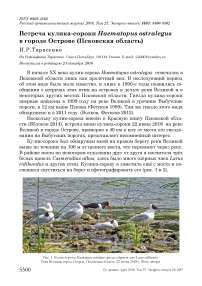 Встреча кулика-сороки Haematopus ostralegus в городе острове (Псковская область)